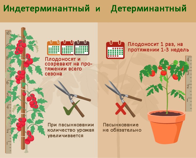 Rozdiely v starostlivosti o určené a neurčité paradajky