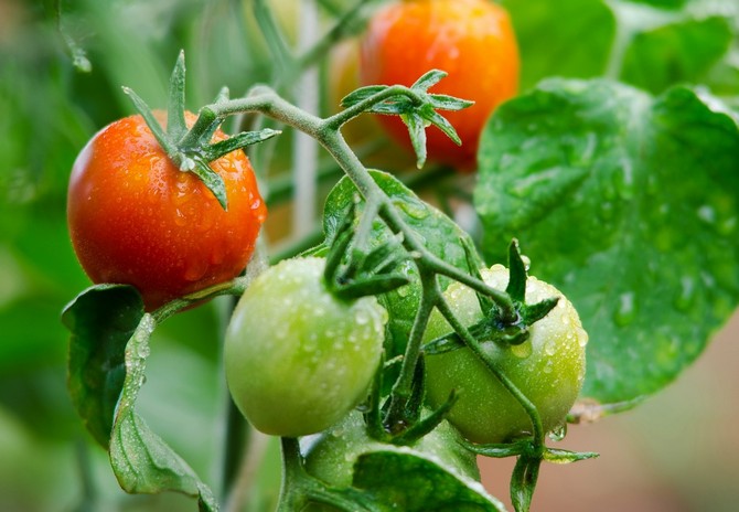 Bestemmende og ubestemte tomatsorter