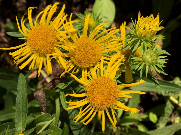 Elecampane britisk