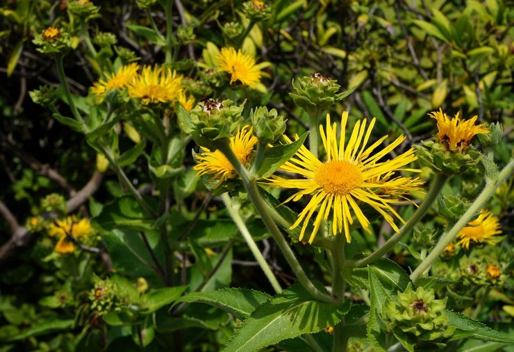 Elecampane Royle