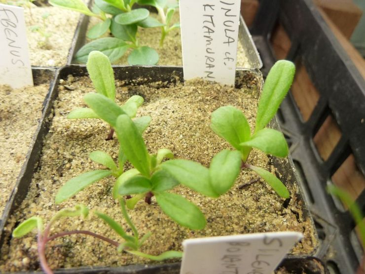 Elecampane fra frø