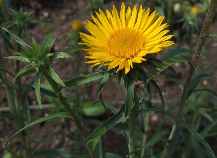 Elecampane sværdmand