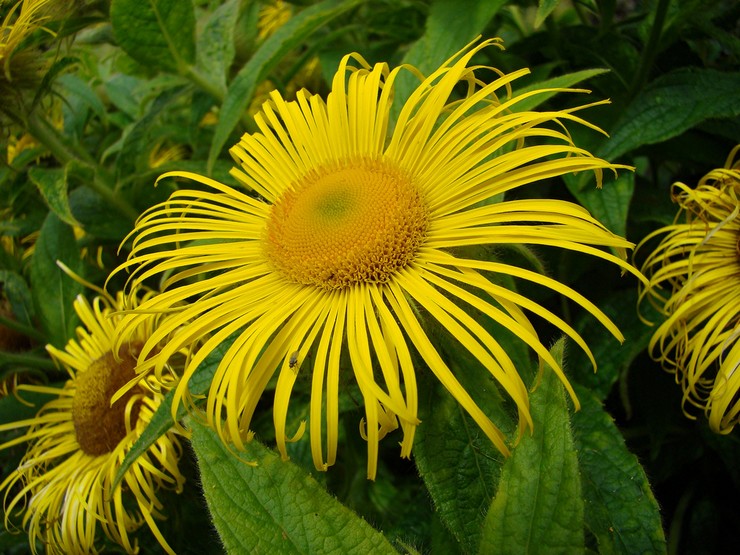 Elecampane storslået