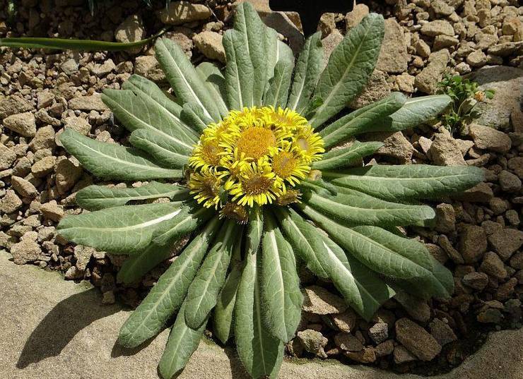 Elecampane rodhovedet