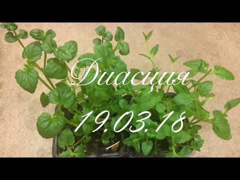 Diastia 19/03/18 Udvikling af diastia -kimplanter