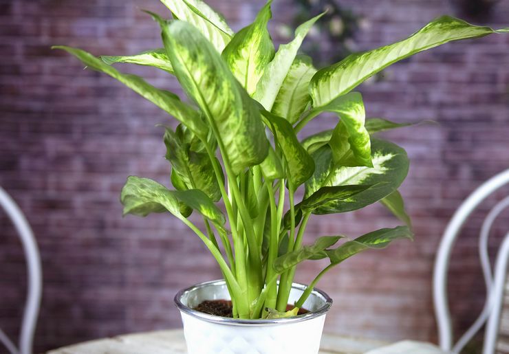 وصف Dieffenbachia