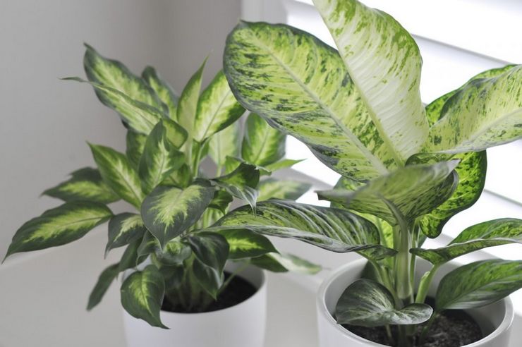 رعاية Dieffenbachia في المنزل