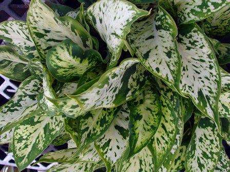 Dieffenbachia: kotihoito. Kuva Kuten monet sisäkasvit, dieffenbachia tarvitsee ruokintaa. Lannoitteet levitetään useimmiten varhain keväällä, kesällä, käyttämällä nestemäisiä mineraali- tai orgaanisia lannoitteita. Lannoita 10 päivän välein puoleen suositellusta määrästä.
