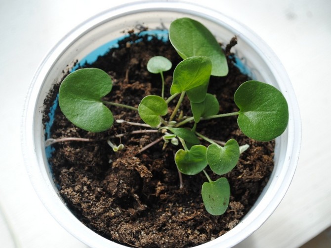 Reproduktion af dichondra