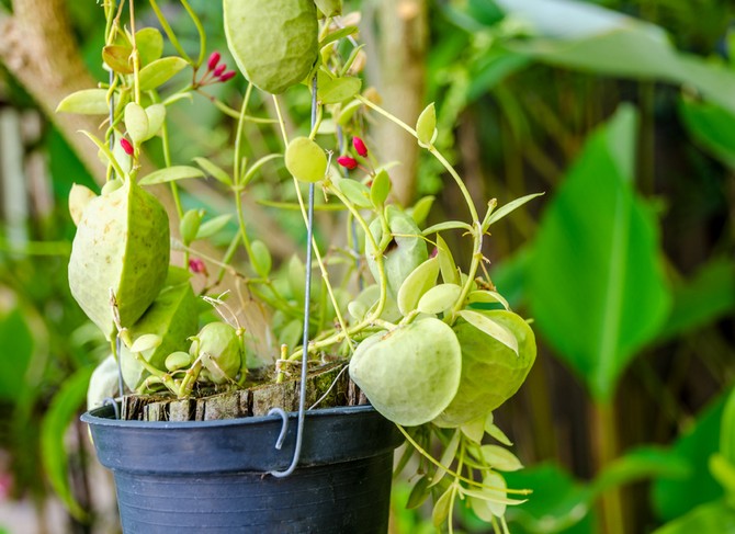 Dyschidia - hjemmepleje. Dyschidia dyrkning, transplantation og reproduktion. Beskrivelse. Foto