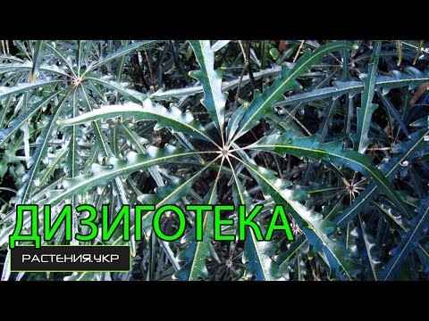النباتات المنزلية / ديزيغوتيكا