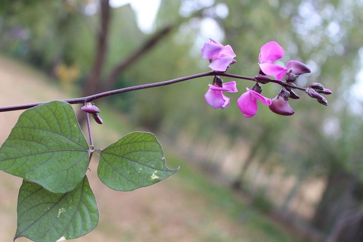 Beskrivelse af planten dolichos