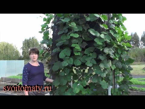 Hyacintbønner: dyrkning og pleje