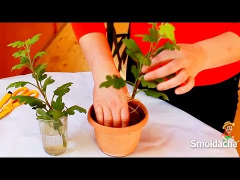 Reprodukcia chryzantémov. Rezačka chryzantéma