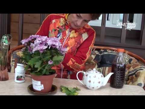 Ako sa starať o črepníkovú chryzantému