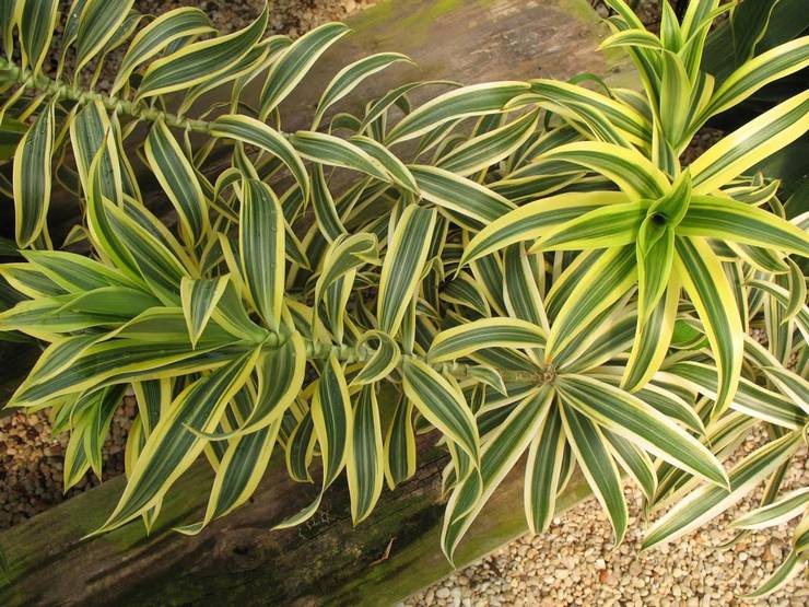 Dracaena ubøjelig