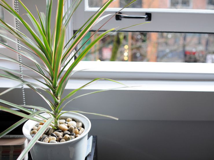Dracaena pleje derhjemme