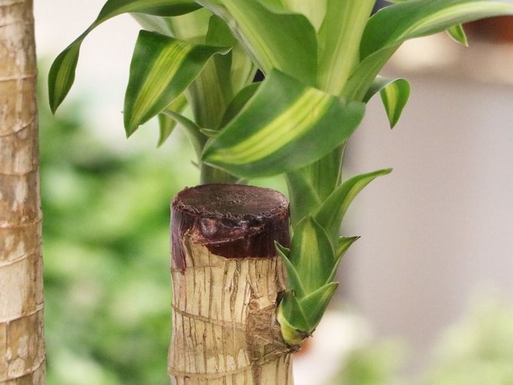 Dracaena avlsmetoder