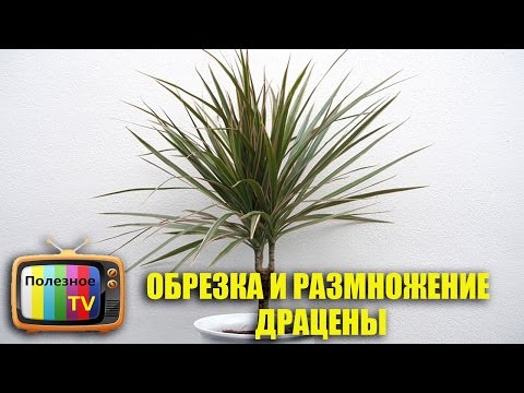 DRACENA PRIMING OG REPRODUKTION