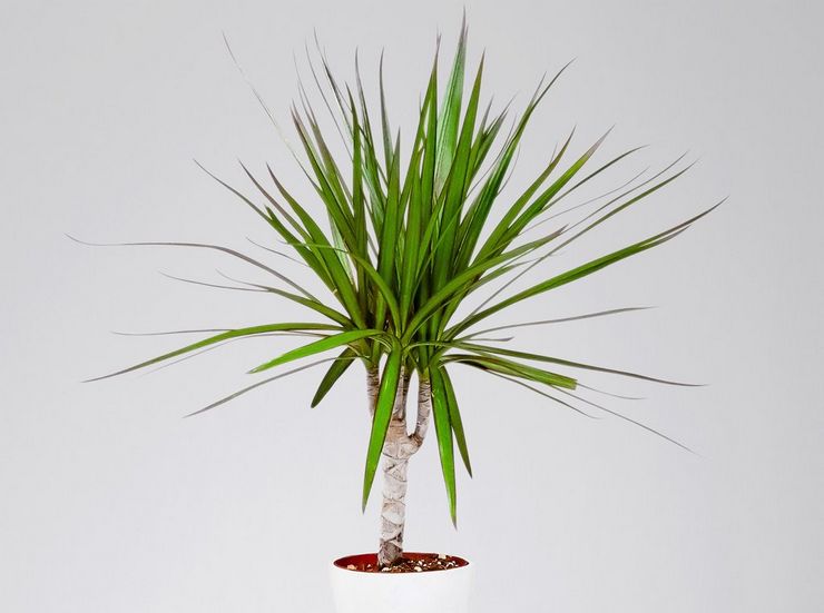 Dracaena grænser op