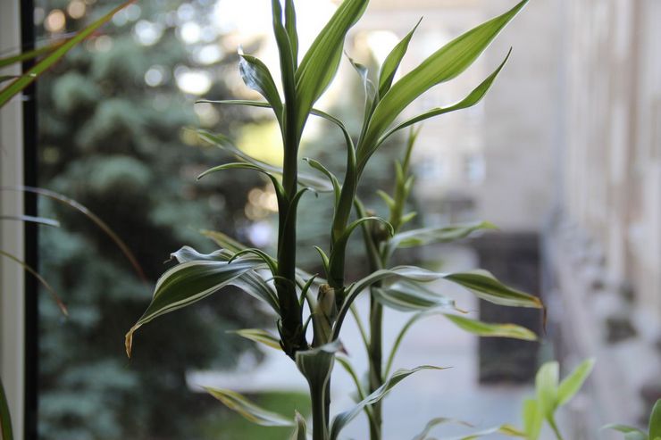 العناية بعطر dracaena في المنزل