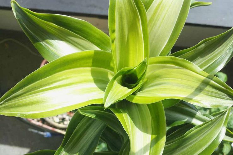 Metoden til vanding af dracaena duftende skal være moderat