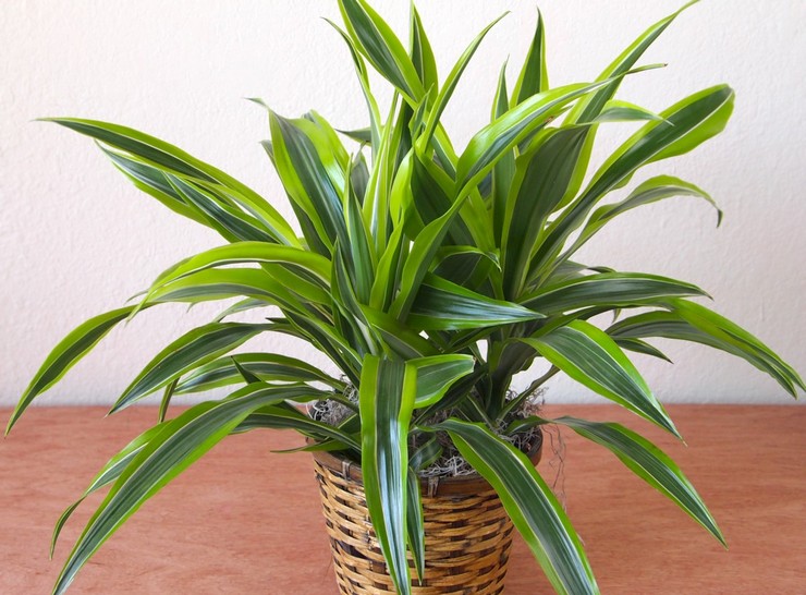 Duftende dracaena - hjemmepleje. Dyrkning af duftende dracaena, transplantation og reproduktion. Beskrivelse. Foto