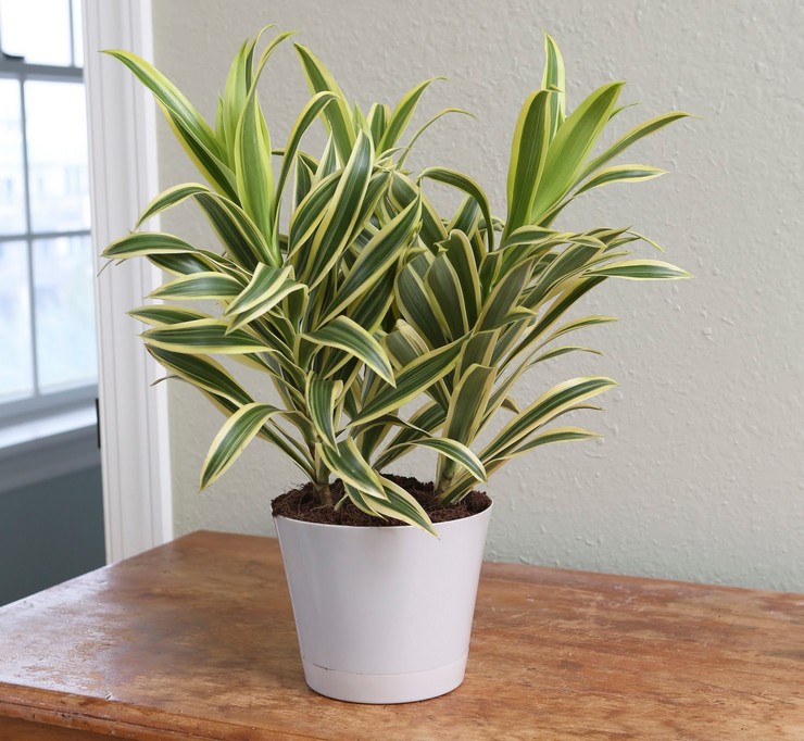 Omsorg for dracaena foldet derhjemme