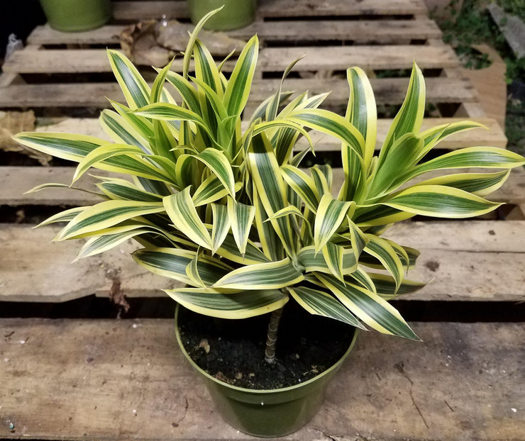 يوصى بسقي dracaena في الصيف بانتظام وبوفرة.