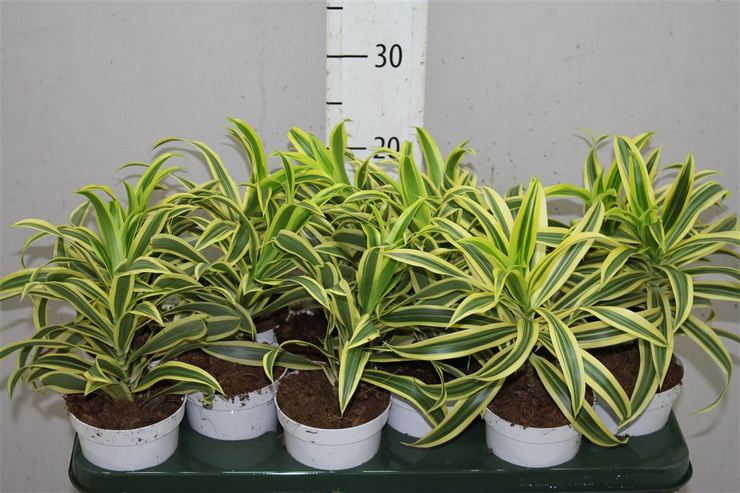 استنساخ dracaena عازمة