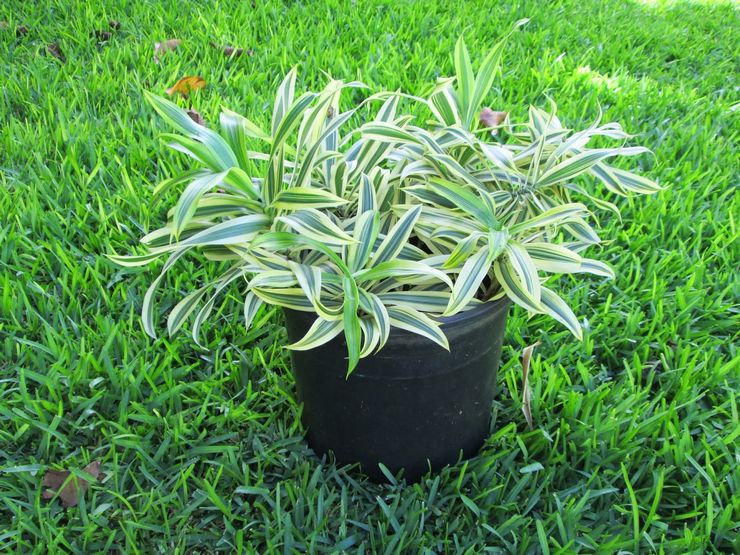 Dracaena Unbent - الرعاية المنزلية. زراعة dracaena عازمة وزرع وتكاثر. الوصف والأنواع. صورة فوتوغرافية