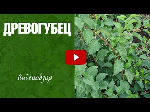 Červotoč ➡ Starostlivosť a pestovanie popínavých rastlín �� záhradná zeleninová záhrada s hitsadTV