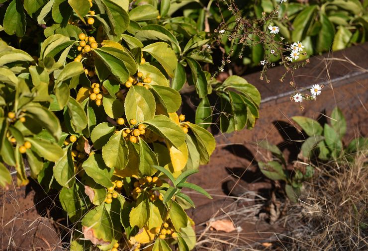 Træ-næsetang: plantning og pleje på det åbne felt, vokser fra frø