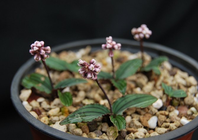 I perioden med aktiv vækst og blomstring skal planten vandes efter behov.