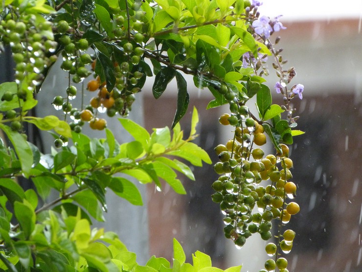 Det anbefales at vande blomster i moderate mængder hele året.