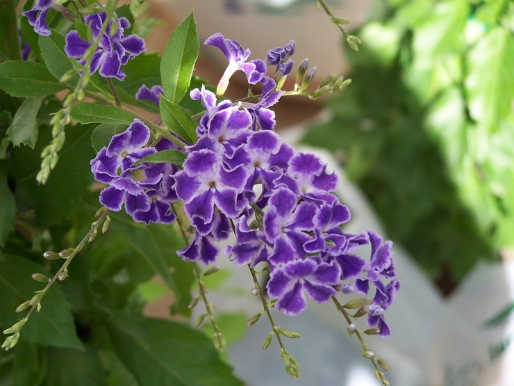 Duranta - φροντίδα στο σπίτι. Καλλιέργεια μακράς διάρκειας, μεταμόσχευση και αναπαραγωγή. Περιγραφή, τύποι. φωτογραφία