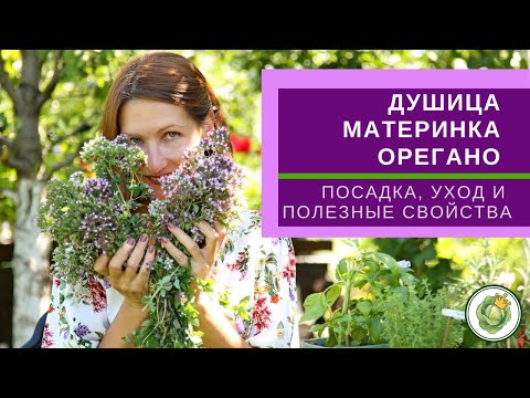 SΥΧΗ (ρίγανη) - βότανο μακροζωίας, θηλυκό βότανο // Χρήσιμες ιδιότητες, καλλιέργεια και εφαρμογή