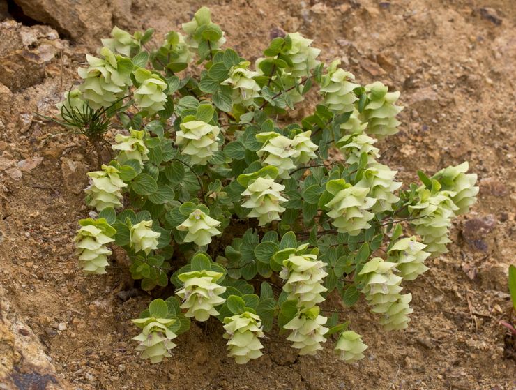 Plantning af oregano i åbent terræn