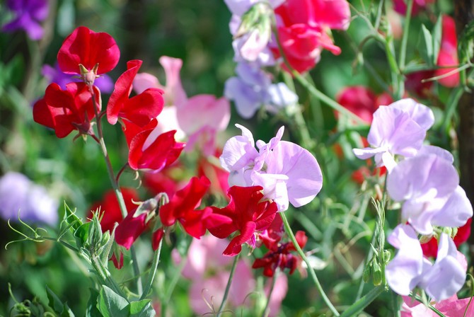 Planten blomstrer i lang tid og mister ikke sin tiltrækningskraft.