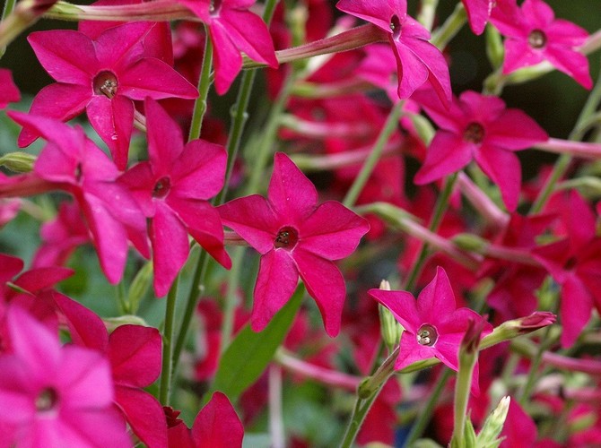 Duftende tobak. Dyrkning af en årlig blomst