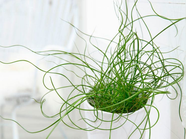 Juncus (Sitnik)