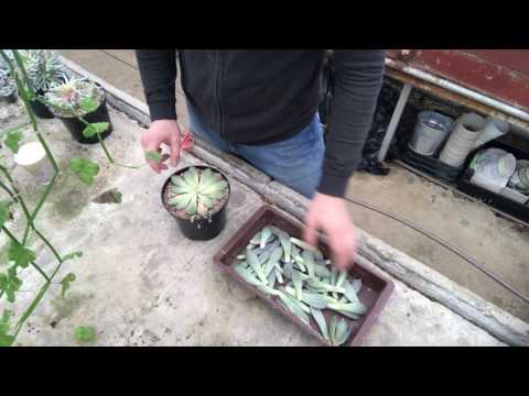 Echeveria - formering af blade