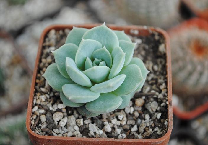 Echeveria رشيقة