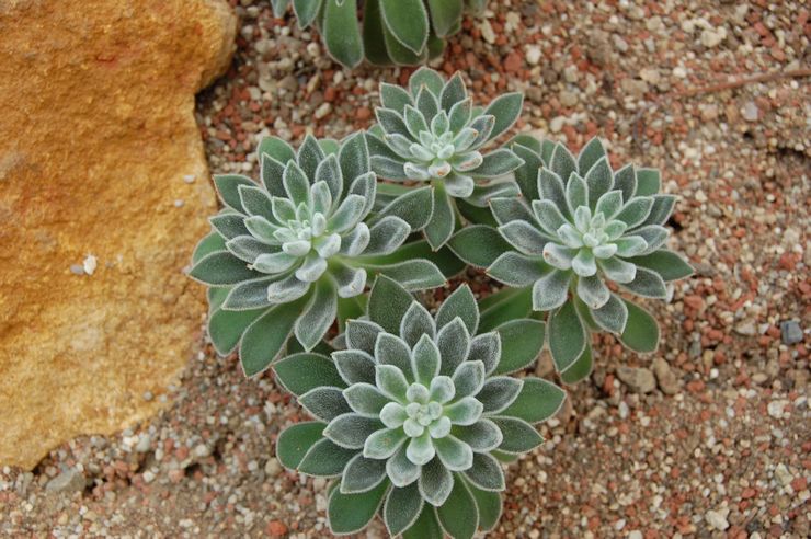 Echeveria hvidlig