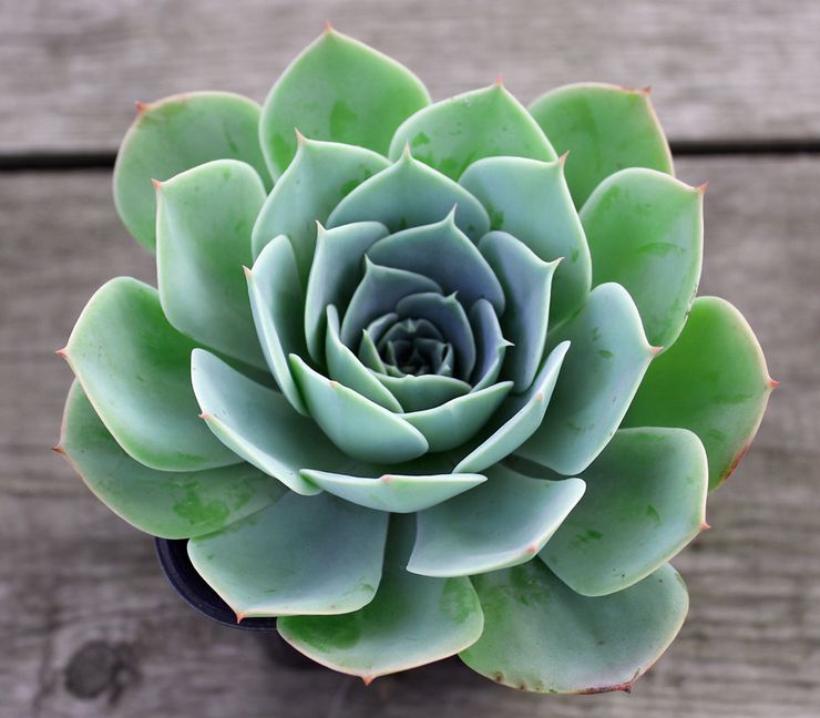 وصف echeveria