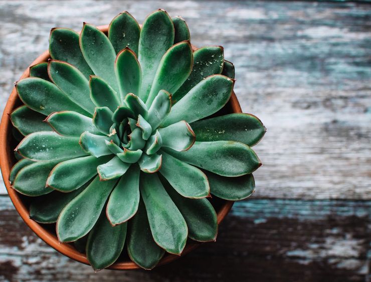 Nyttige egenskaber ved echeveria