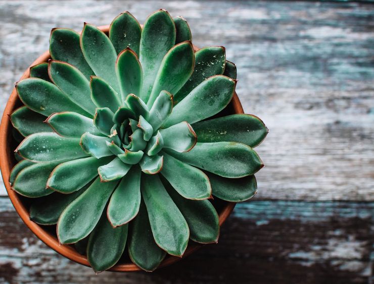 خصائص مفيدة من echeveria