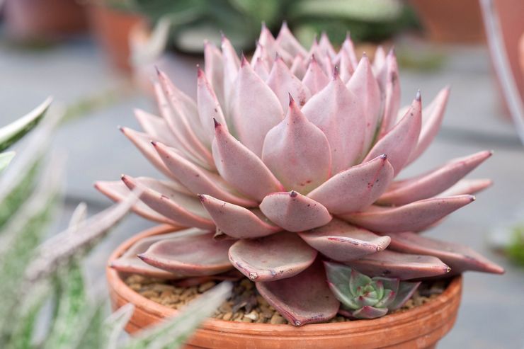 رعاية Echeveria في المنزل