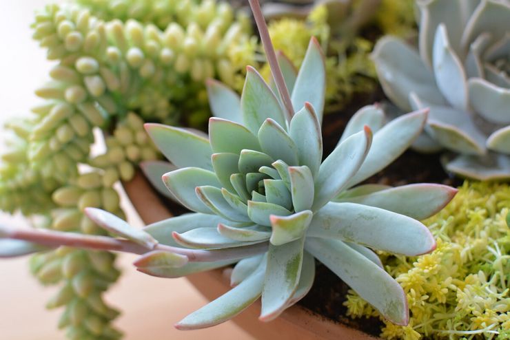 Echeveria saftig