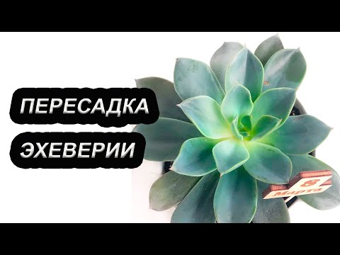 Sådan synker du Echeveria. Plantning af en saftig